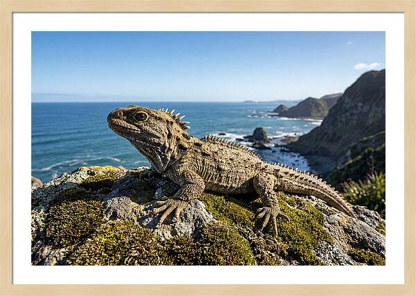 Tuatara On The Rocky Shore