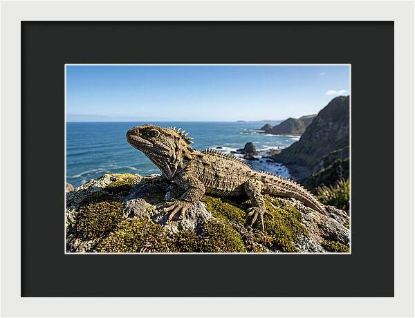 Tuatara On The Rocky Shore