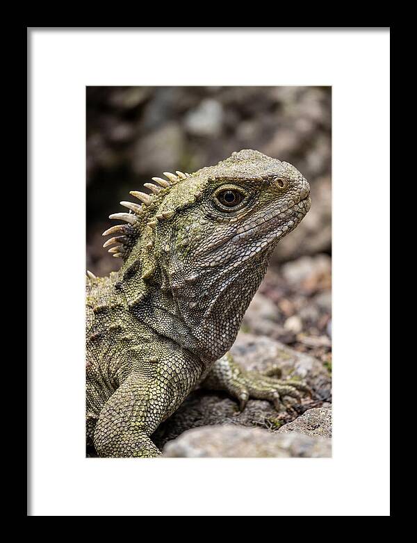 Tuatara Portrait