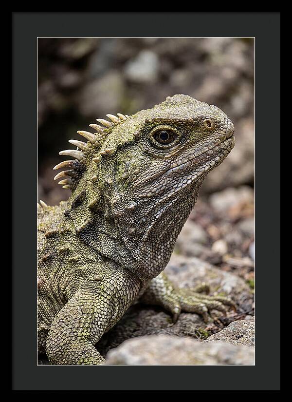 Tuatara Portrait