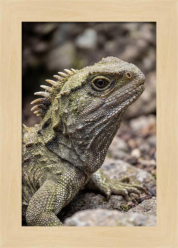 Tuatara Portrait