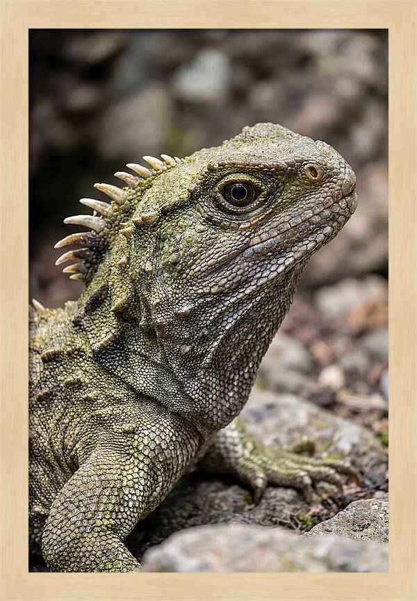 Tuatara Portrait
