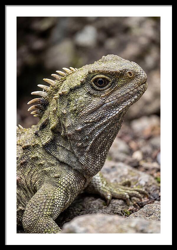 Tuatara Portrait