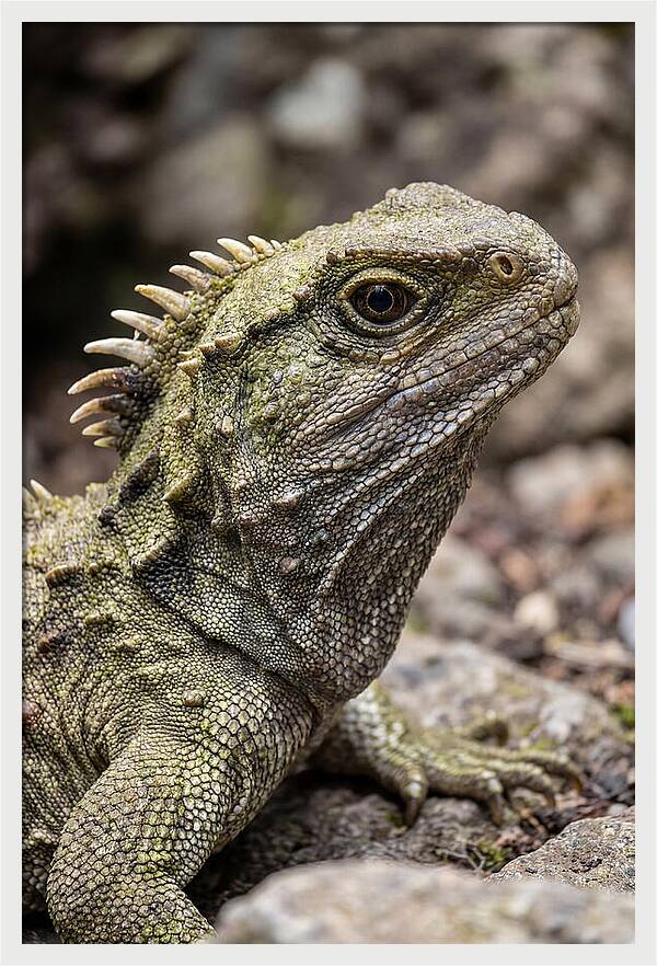Tuatara Portrait