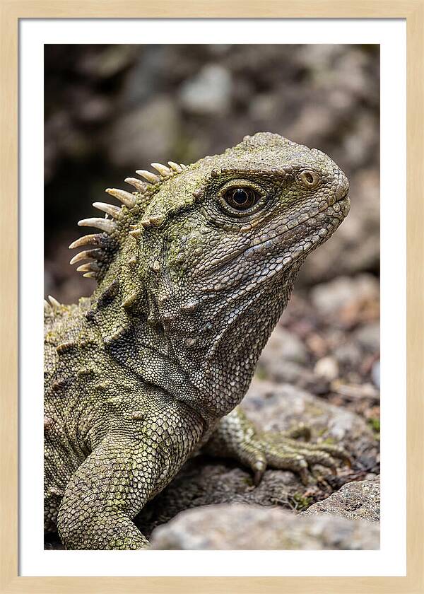 Tuatara Portrait