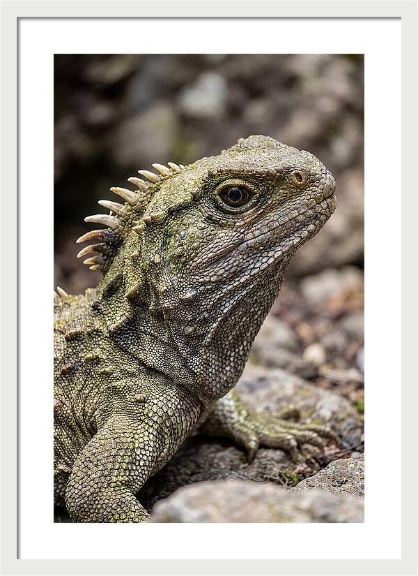 Tuatara Portrait