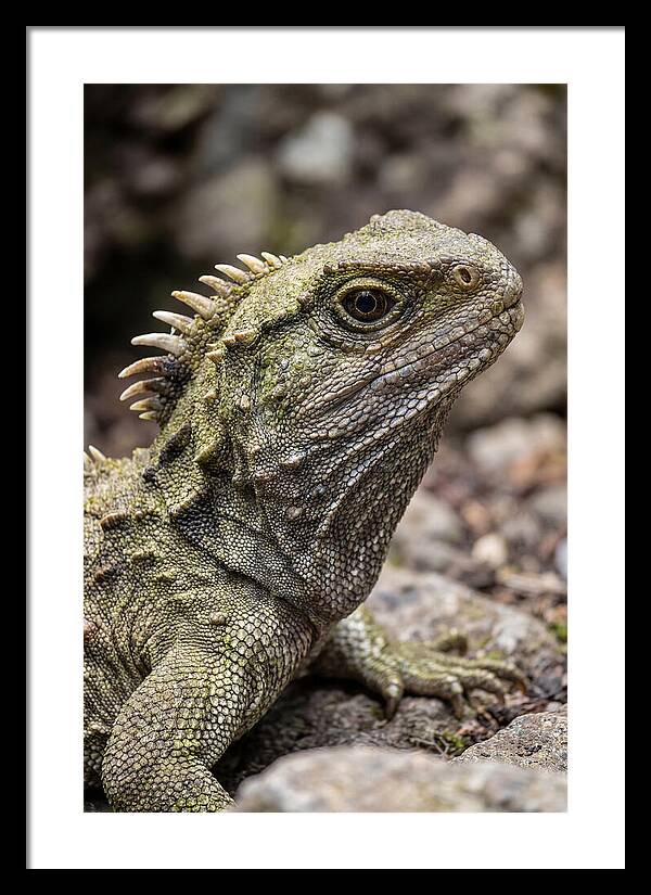 Tuatara Portrait