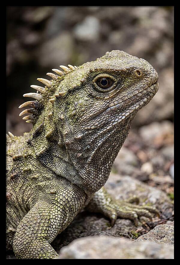 Tuatara Portrait