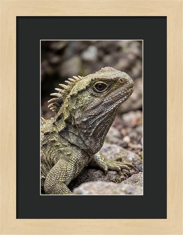 Tuatara Portrait