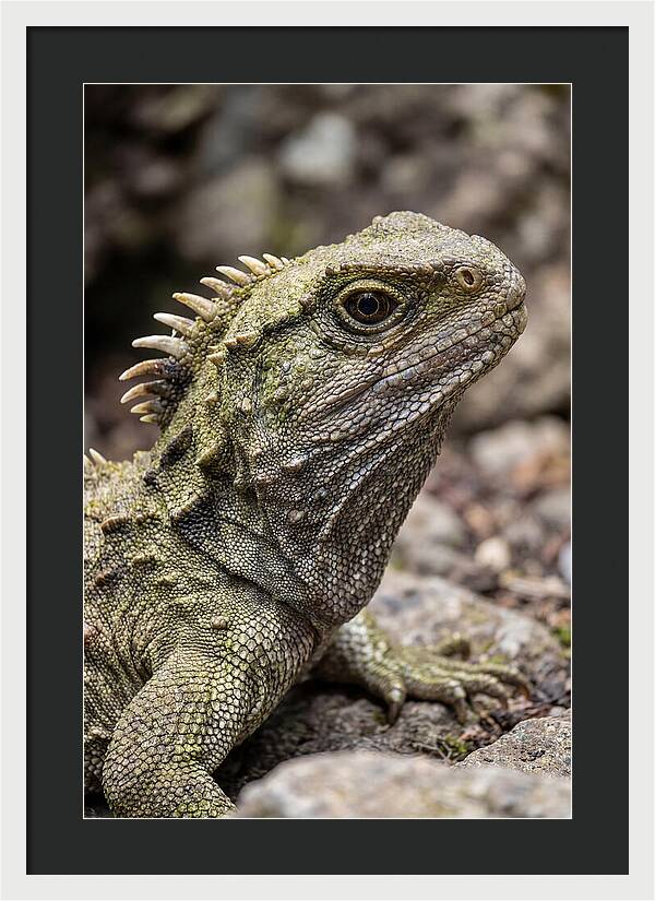 Tuatara Portrait