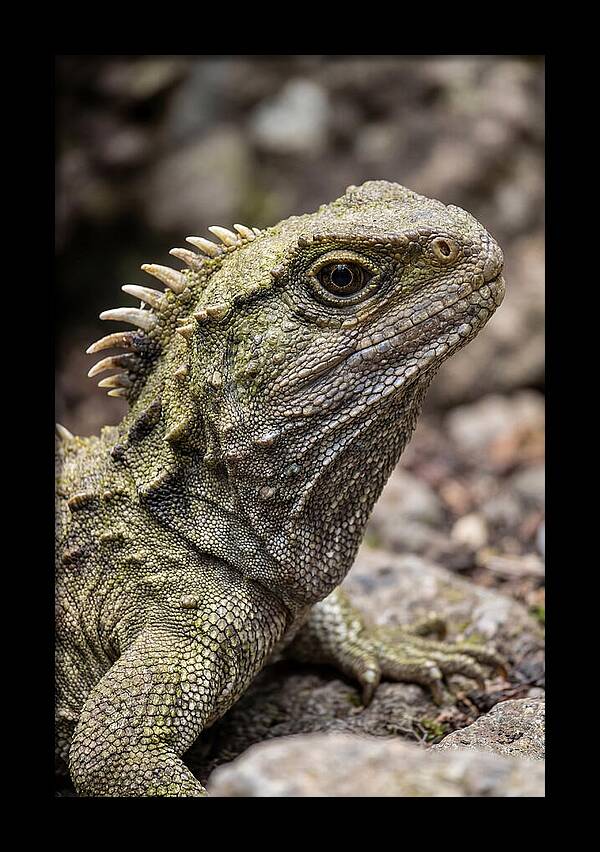 Tuatara Portrait