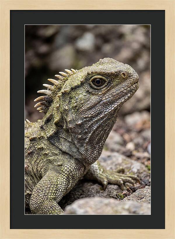 Tuatara Portrait
