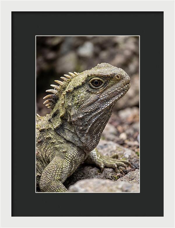 Tuatara Portrait