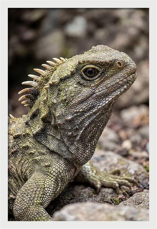 Tuatara Portrait