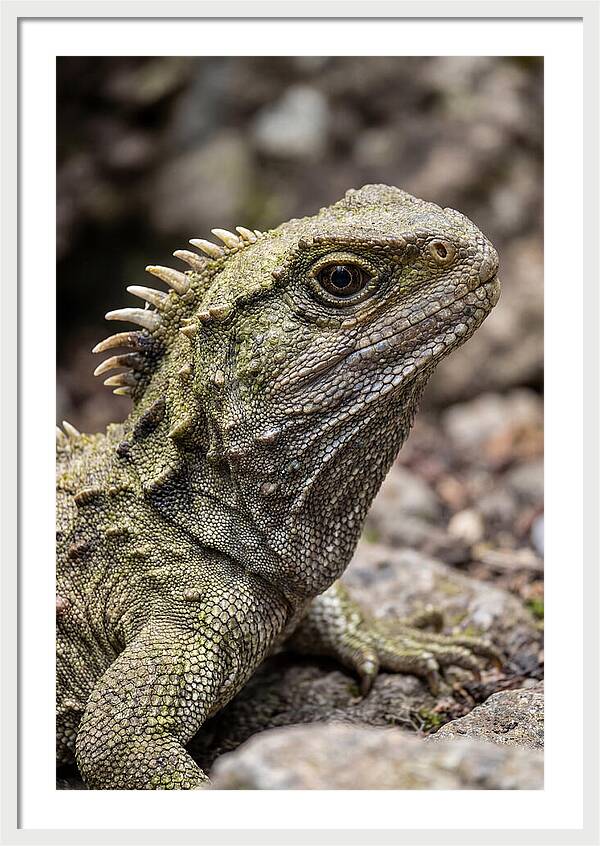 Tuatara Portrait