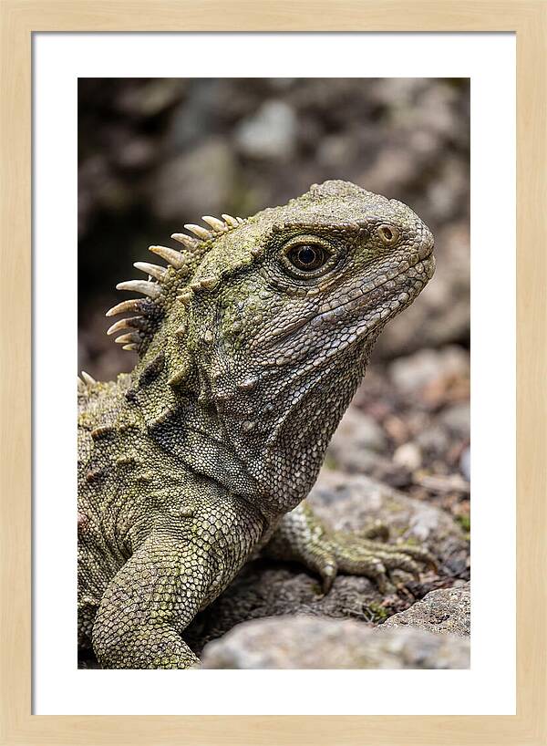 Tuatara Portrait