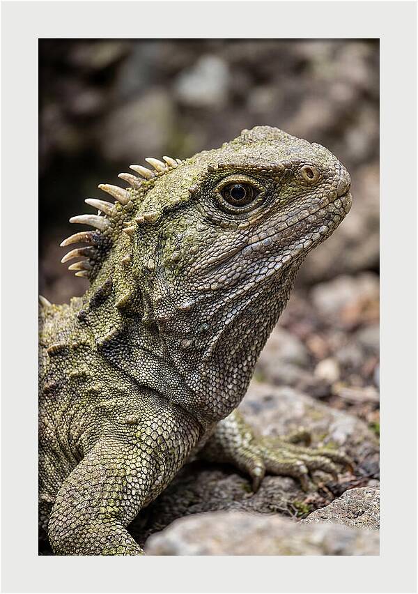 Tuatara Portrait