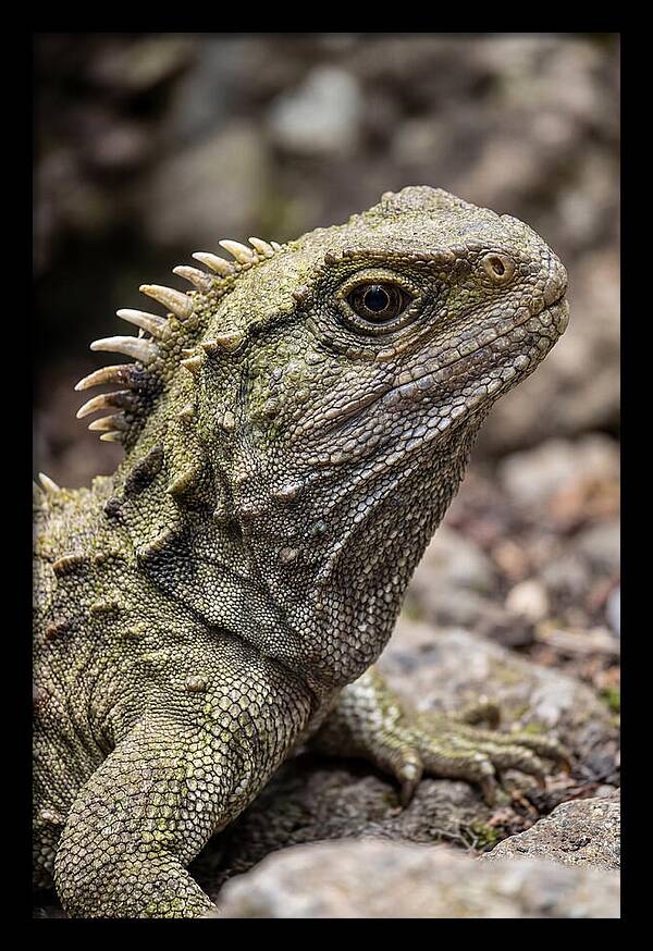 Tuatara Portrait