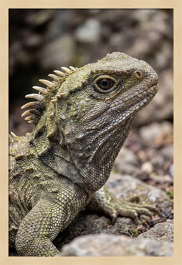 Tuatara Portrait