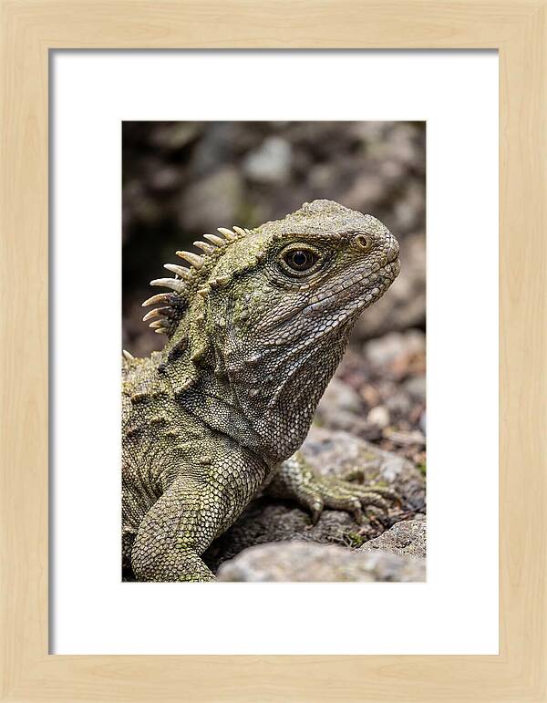Tuatara Portrait