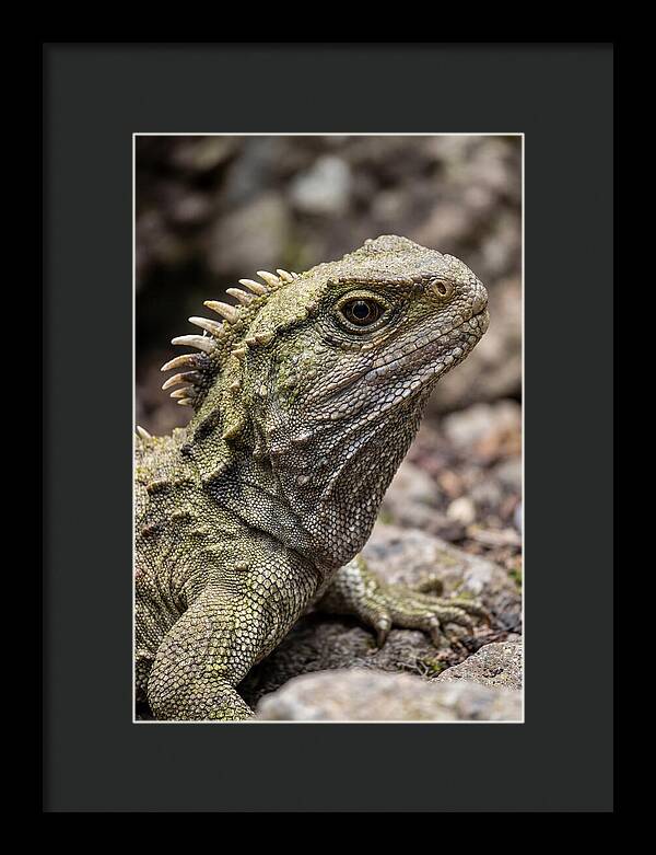 Tuatara Portrait