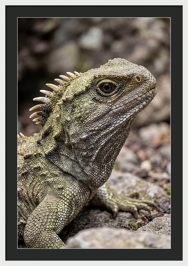 Tuatara Portrait
