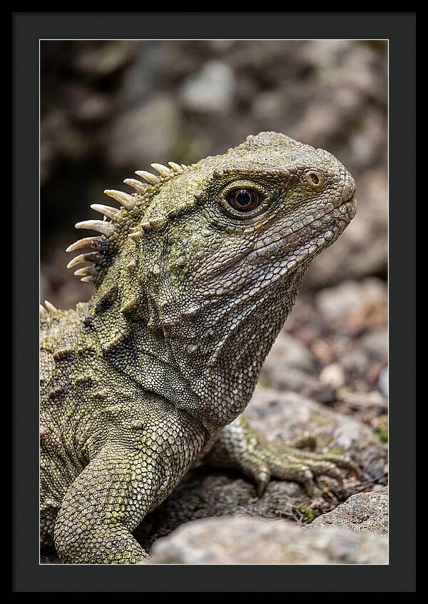 Tuatara Portrait
