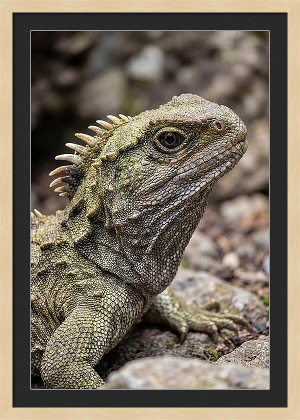 Tuatara Portrait