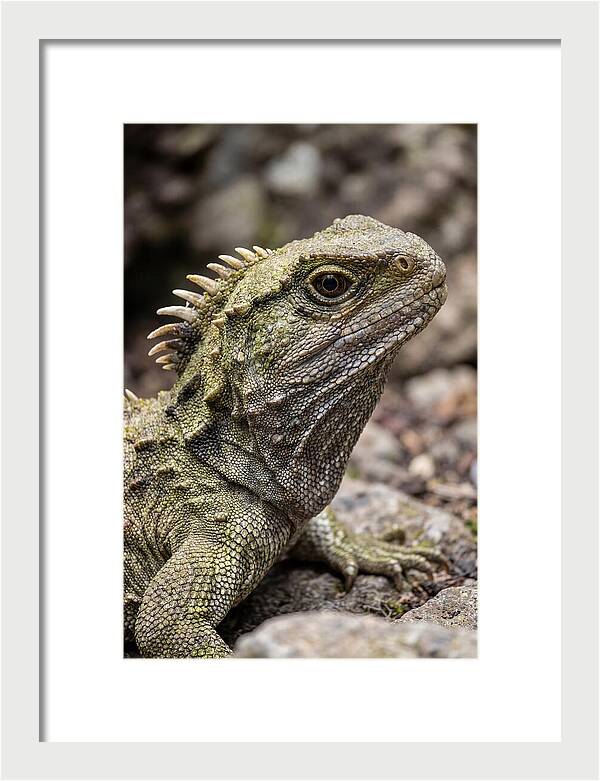 Tuatara Portrait