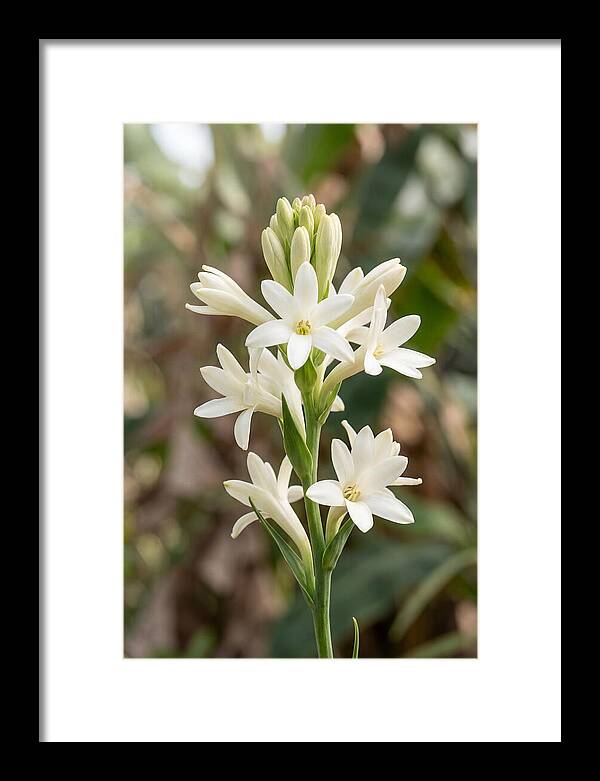 Tuberose Blooms In Full Glory