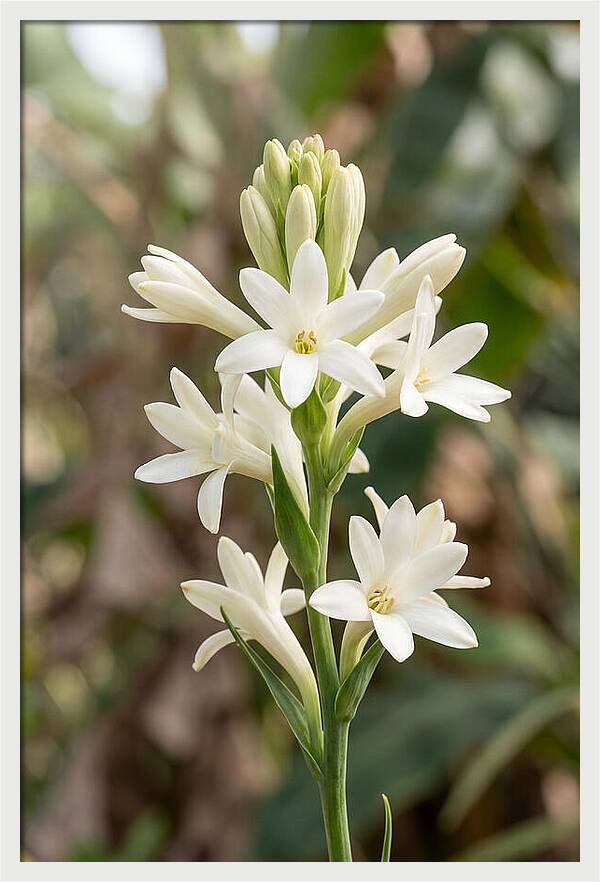 Tuberose Blooms In Full Glory