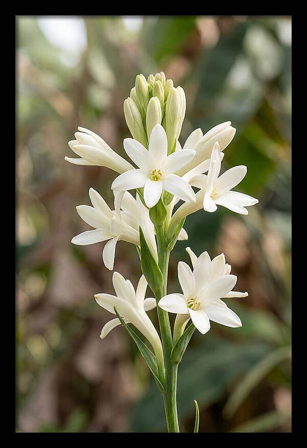 Tuberose Blooms In Full Glory