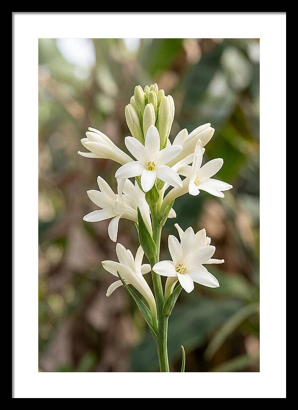 Tuberose Blooms In Full Glory