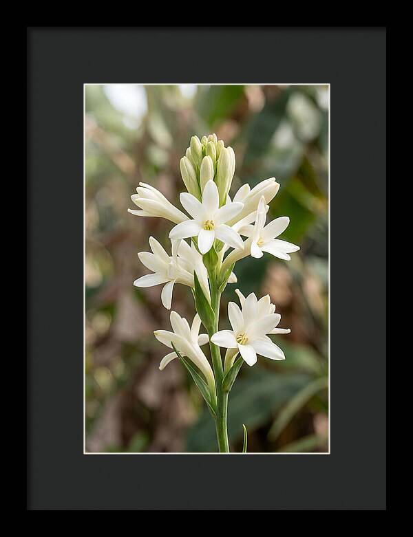 Tuberose Blooms In Full Glory