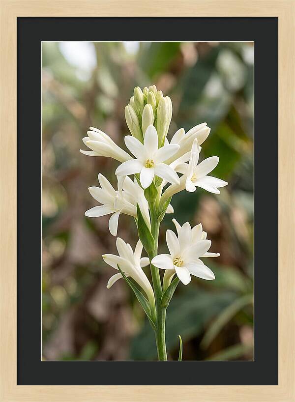 Tuberose Blooms In Full Glory