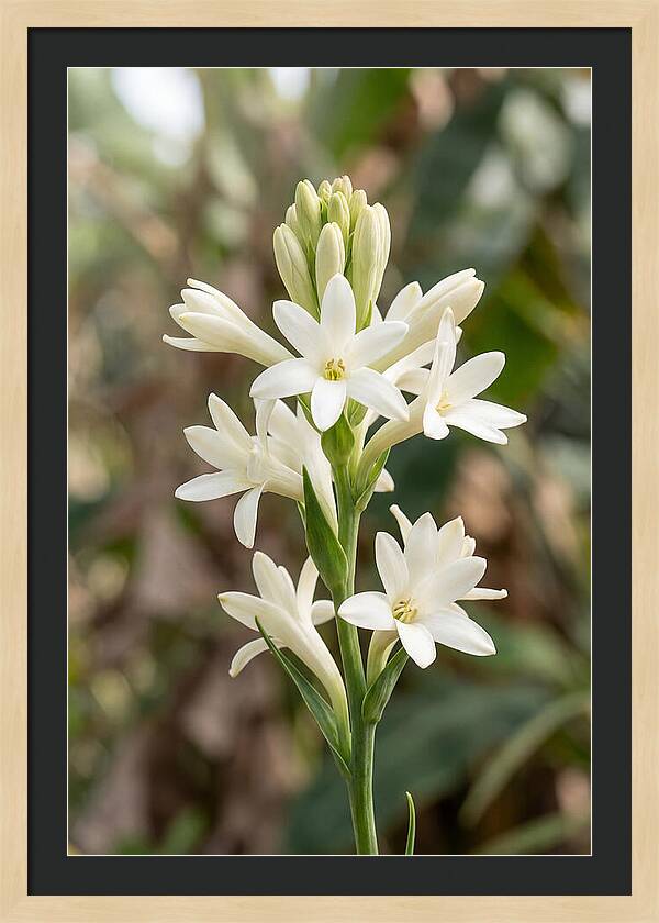 Tuberose Blooms In Full Glory