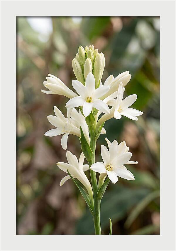 Tuberose Blooms In Full Glory