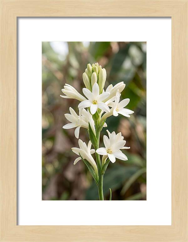 Tuberose Blooms In Full Glory