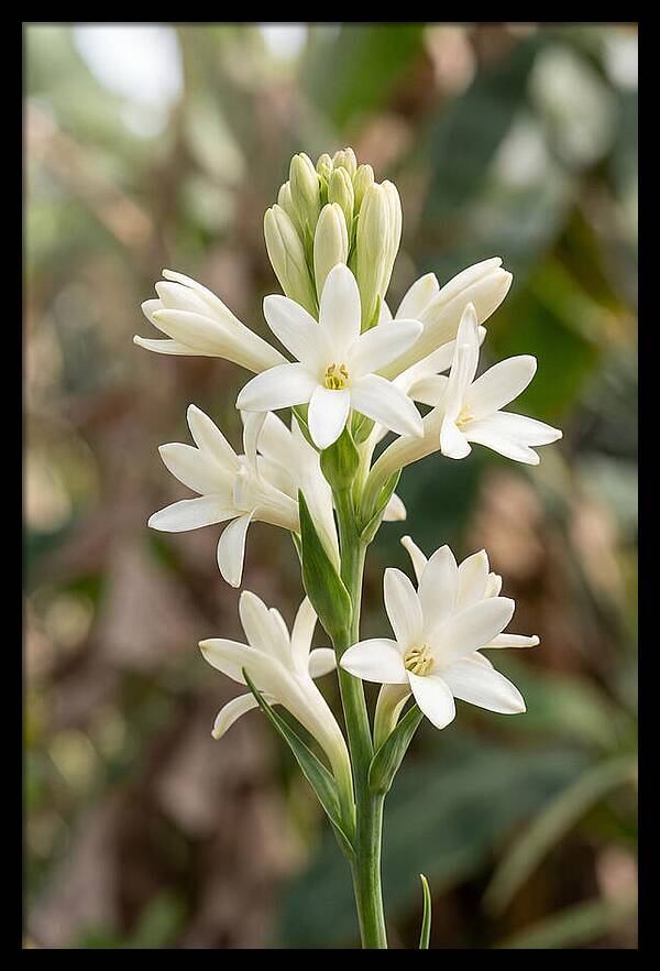 Tuberose Blooms In Full Glory