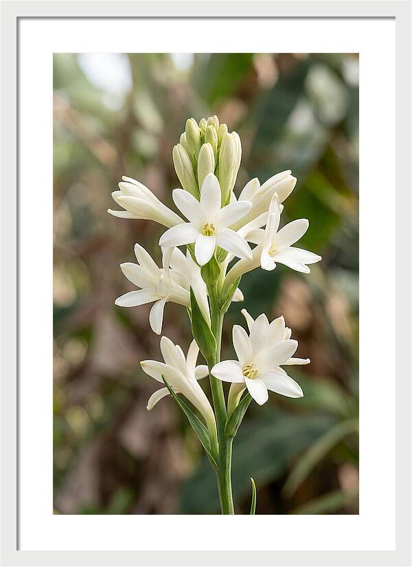 Tuberose Blooms In Full Glory