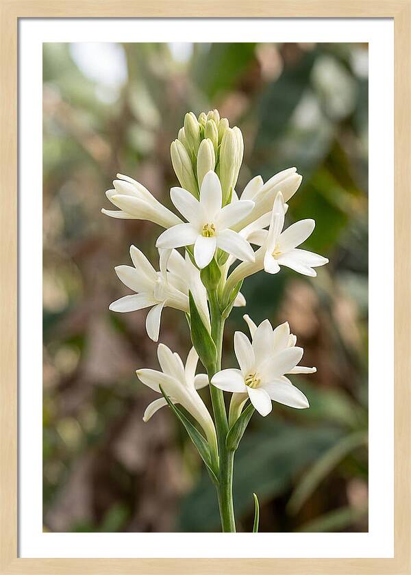 Tuberose Blooms In Full Glory