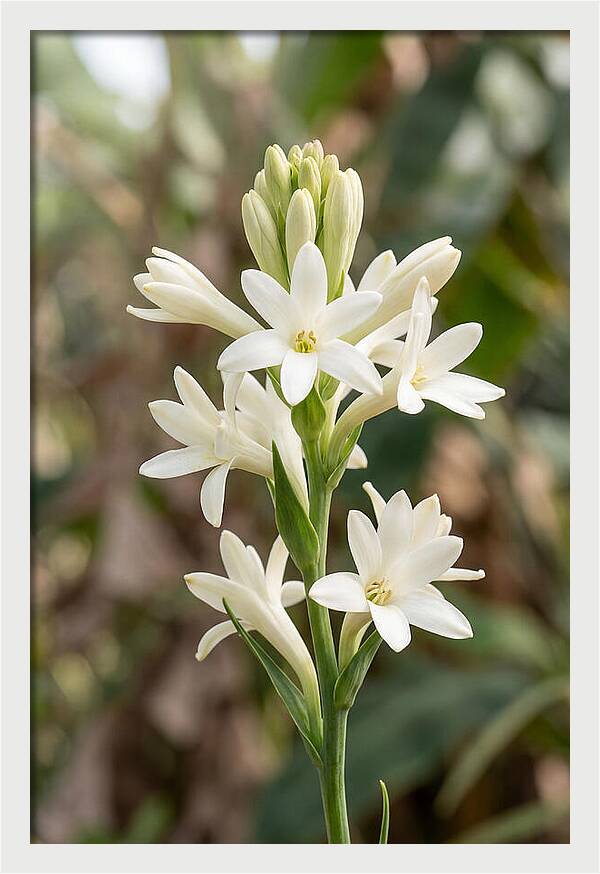 Tuberose Blooms In Full Glory