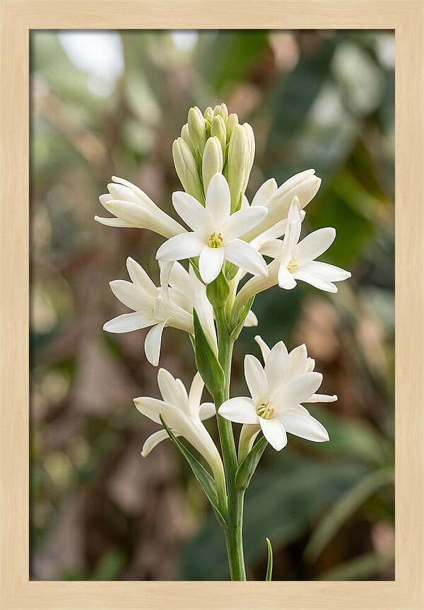 Tuberose Blooms In Full Glory