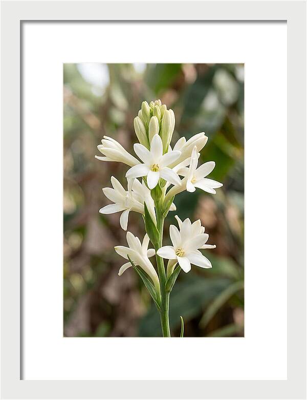 Tuberose Blooms In Full Glory