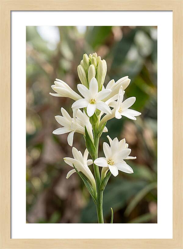Tuberose Blooms In Full Glory