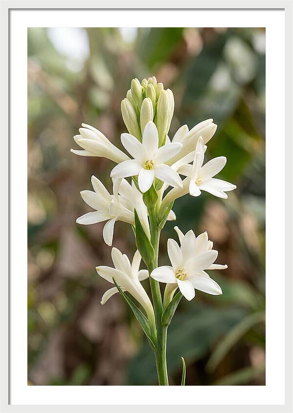 Tuberose Blooms In Full Glory