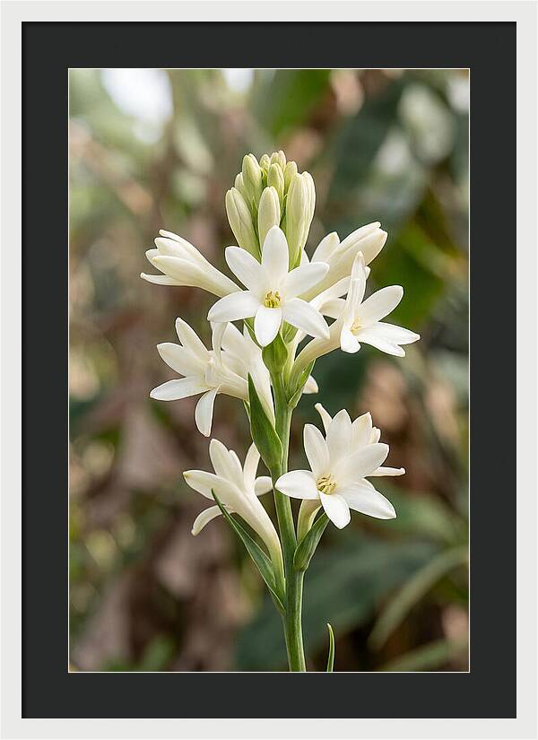 Tuberose Blooms In Full Glory