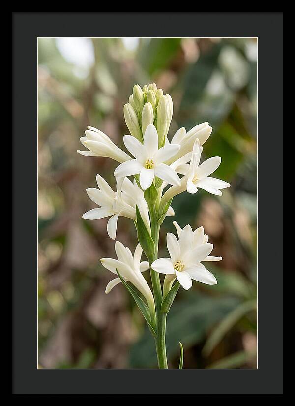 Tuberose Blooms In Full Glory