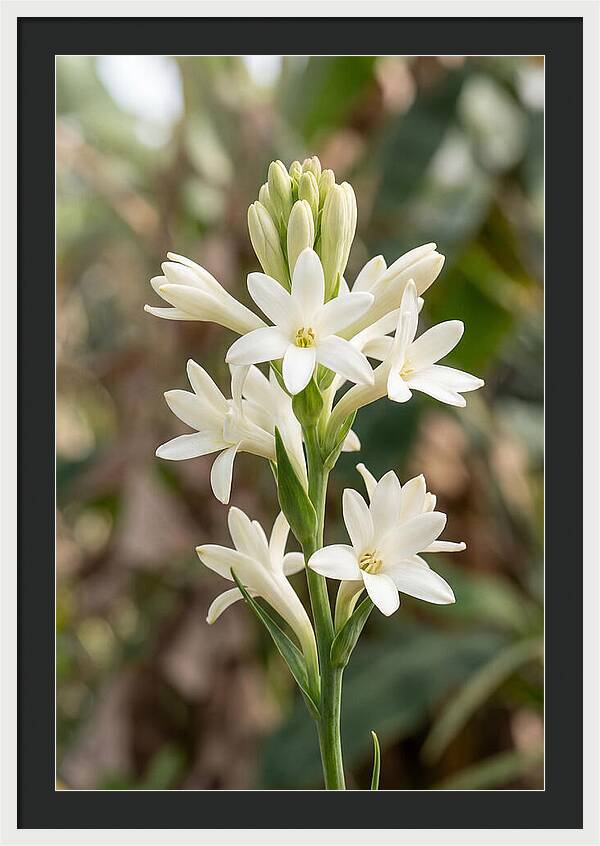 Tuberose Blooms In Full Glory