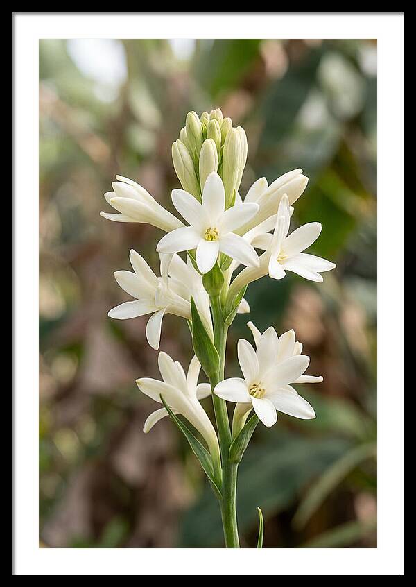 Tuberose Blooms In Full Glory